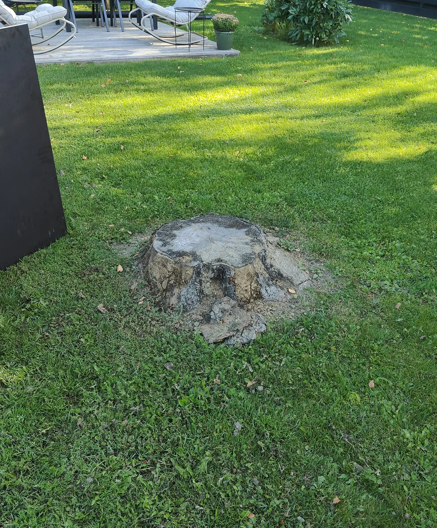 Kanto pihassa ennen kantojyrsintää